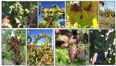 Bois noir management in vineyard: a review on effective and promising control strategies